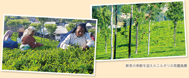 新茶の季節を迎えたニルギリの茶園風景