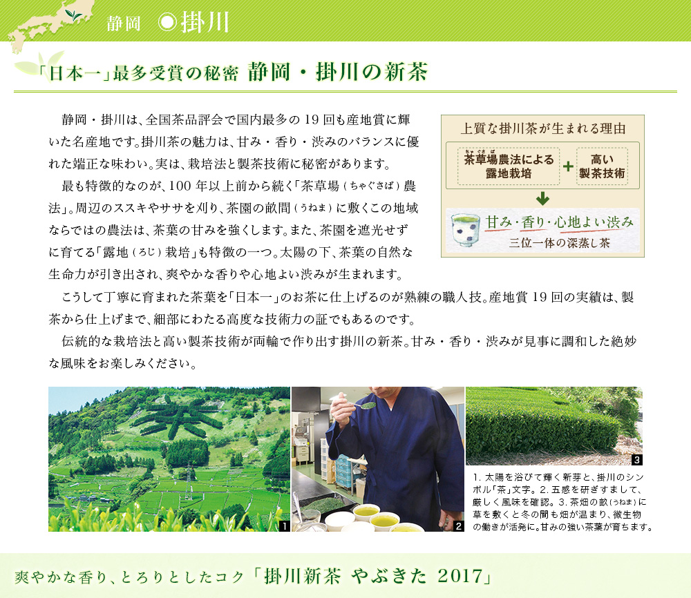 掛川新茶 やぶきた 2017