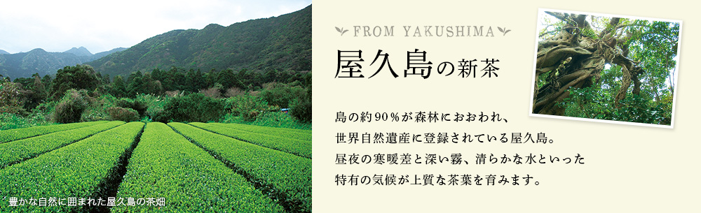 屋久島の新茶