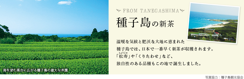 種子島の新茶