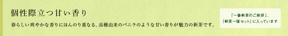 種子島新茶 松寿 2021
