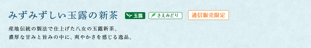 八女伝統本玉露新茶
