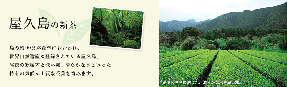屋久島の新茶