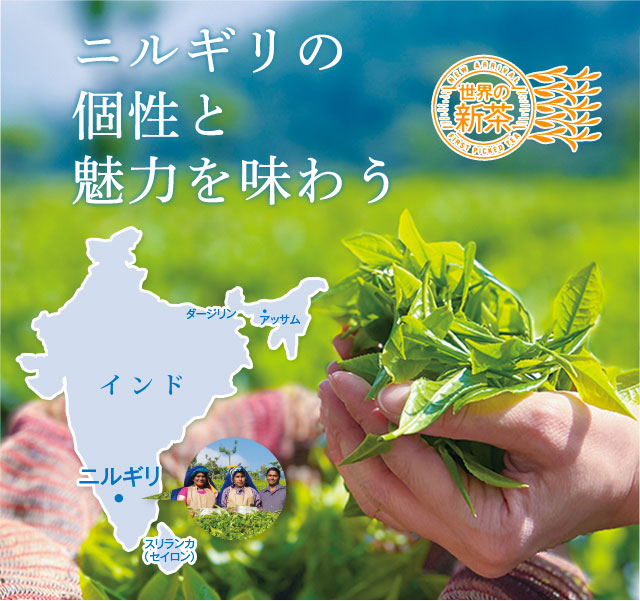 パピリオブッダ（オス、インド・ニルギリ産） LUPICIA】ニルギリ: | LUPICIA ONLINE STORE - 世界のお茶専門店