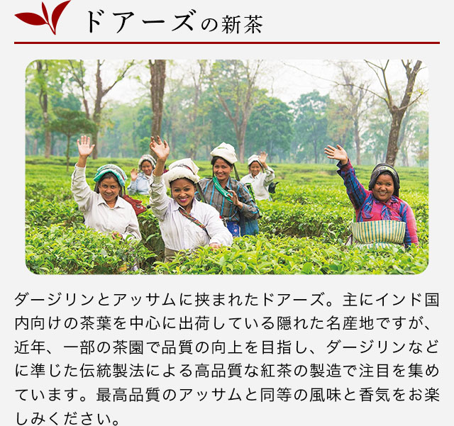 LUPICIA（ルピシア）】北海道 イベント限定茶入り緑茶/烏龍茶/紅茶