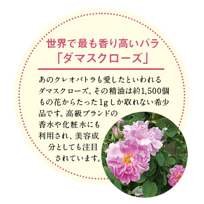 �_�}�X�N���[�Y 30g����f�U�C���ʓ�