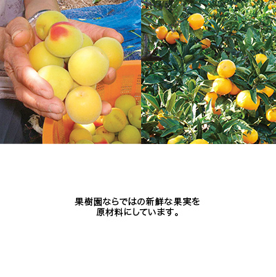 わかやまポンチ 4個セット