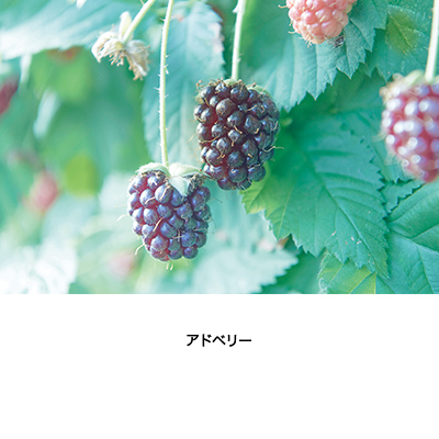 あどべりーらすく