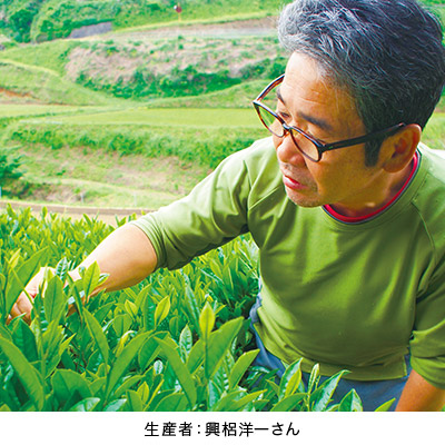 おがたまの花紅茶 - 20g S 袋入