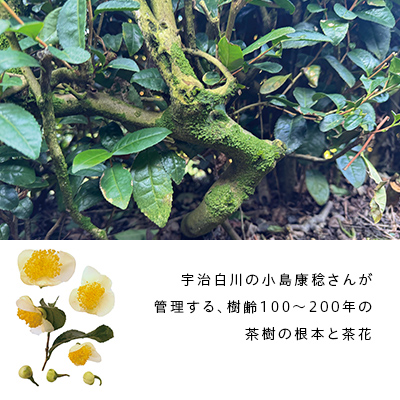 �F�����얕�� - 20g���ʃp�b�P�[�W