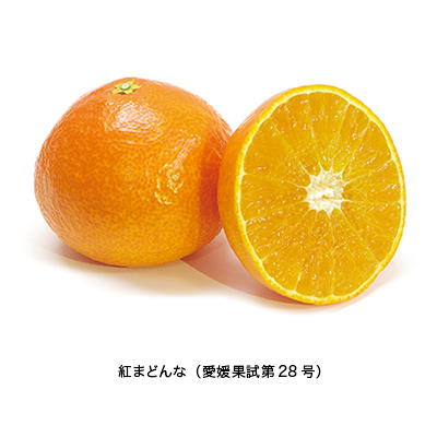 ܂ǂȂ̂낱 pEhP[L