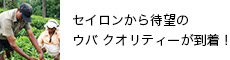 �Z�C��������E�o �N�I���e�B�[