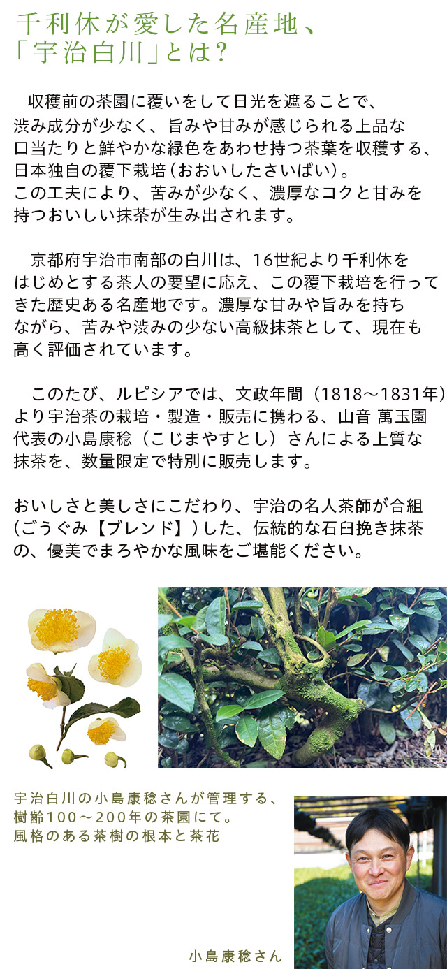 LUPICIA】宇治白川抹茶 Matcha 