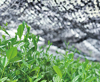 �����͔|���i