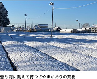 雪や霜に耐えて育つさやまかおりの茶樹