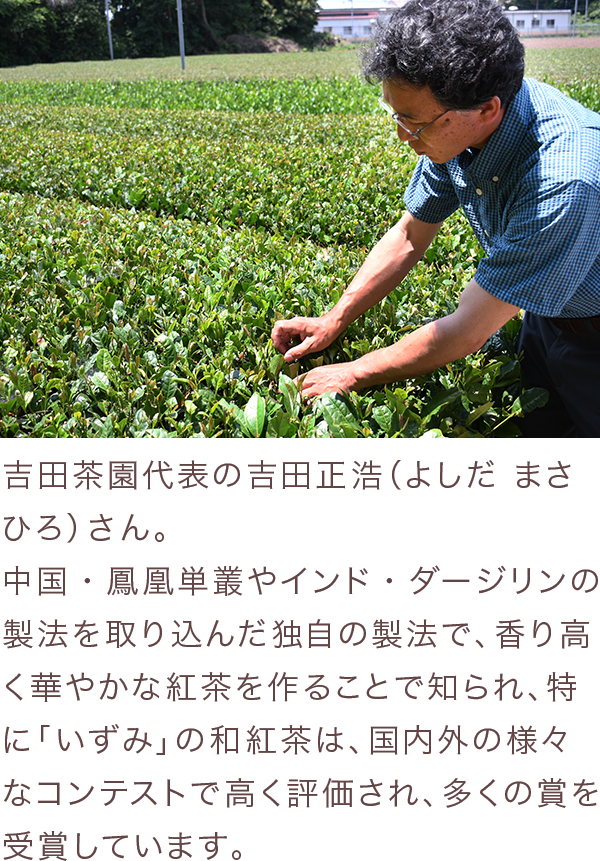 LUPICIA】猿島紅茶 いずみ Sashima Black Tea Izumi | お茶 | LUPICIA